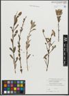Foto von Salix purpurea L. x Salix repens L.